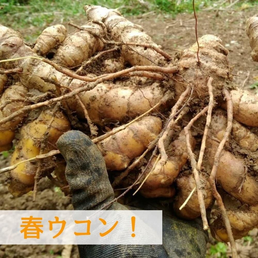 沖縄・糸満｜杉田農園おきなわ｜自然栽培ウコン・無農薬野菜・ハーブ