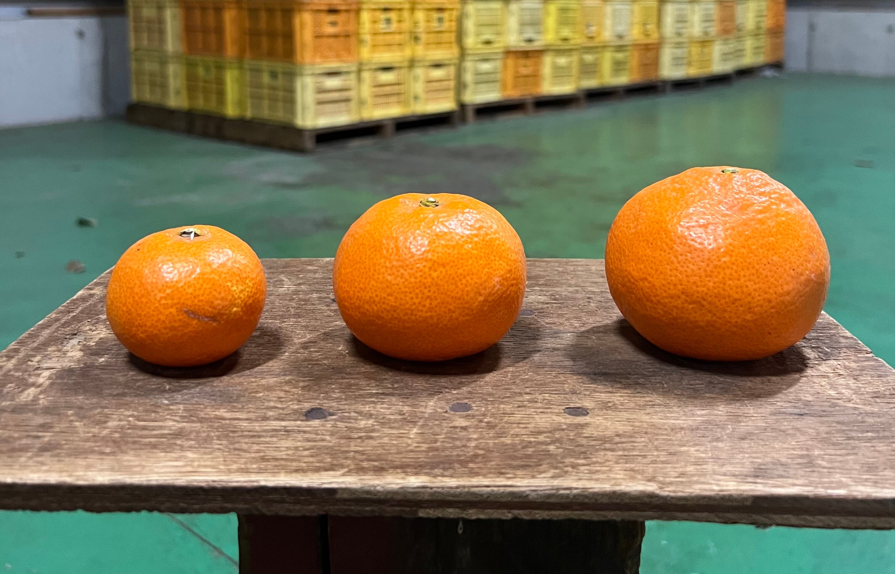 ぴなんちみかん