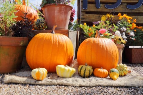 ハロウィン前に整える“めぐり美人習慣”🎃 秋の自律神経ケアで小顔＆美姿勢に！