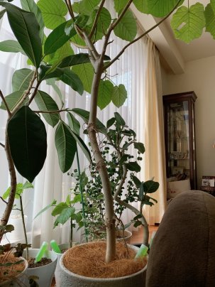 植物のチカラ