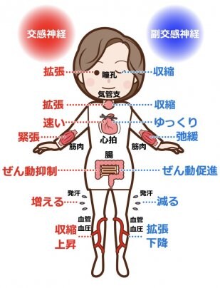 自律神経を整えるには?