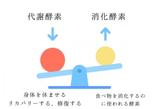 酵素の働き