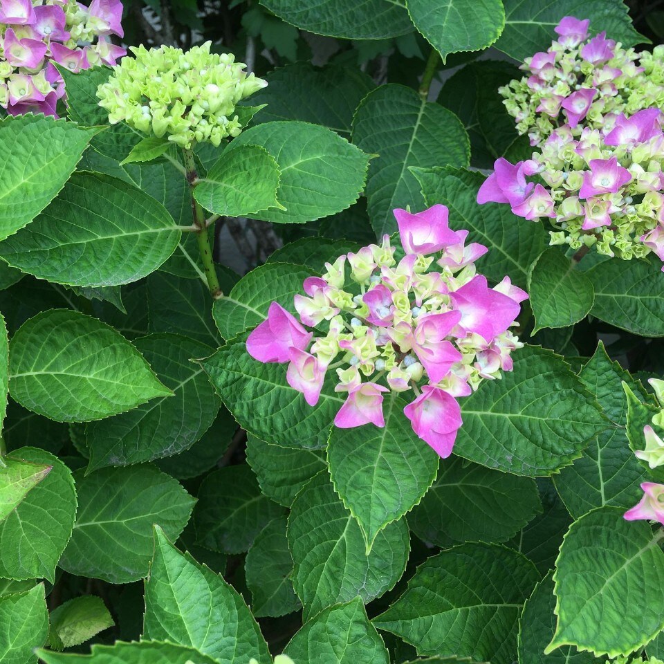 元気出していきましょう 奥沢 自由が丘 台所 玉ねぎ ツクツク グルメ 投稿型グルメデーターベース