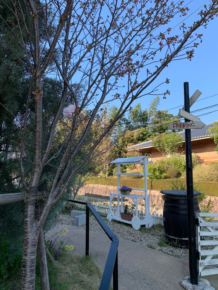 🔱桜の季節がやってきた🌸🔱