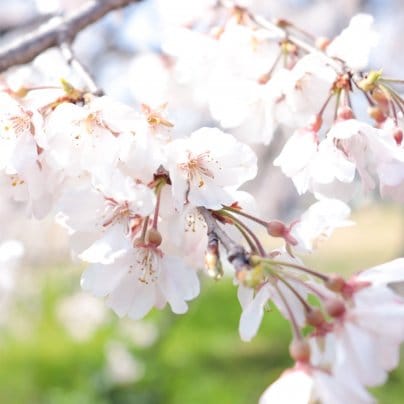 3月の営業時間