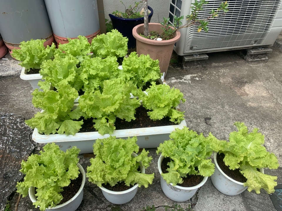 収穫専門