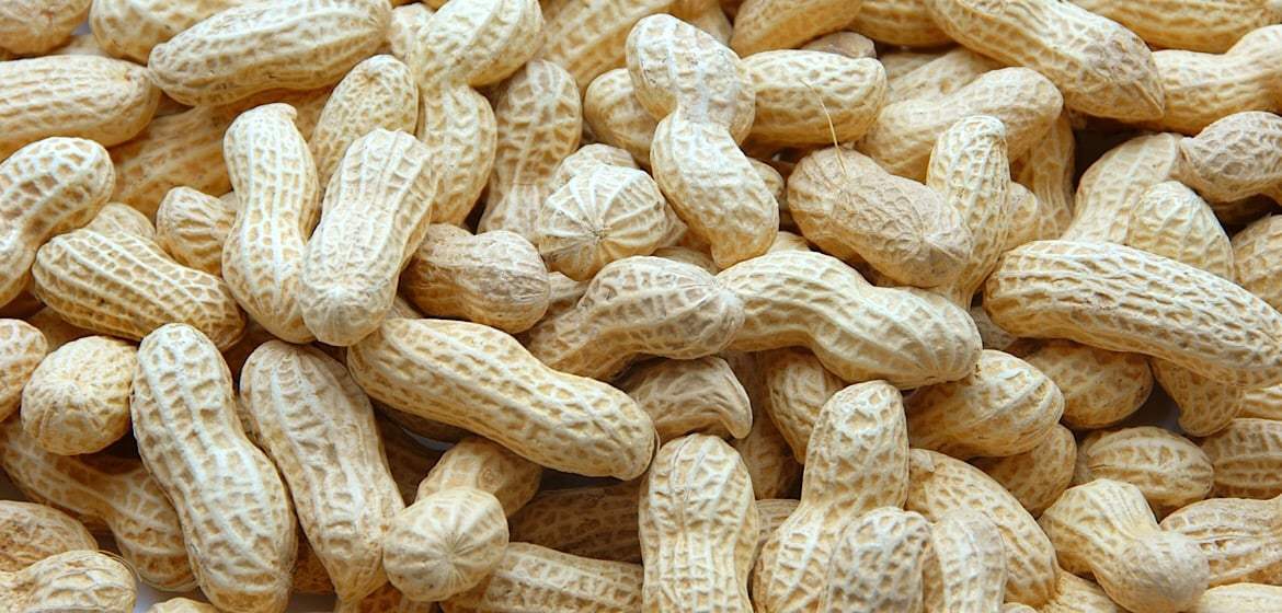 落花生 ピーナッツの通販ショップ 神奈川県秦野で創業明治6年 秦野ブランド認定品ピーナッツバター 美容健康に嬉しいピーナッツ 美味しいピーナッツ菓子の 通販サイトかまか商店