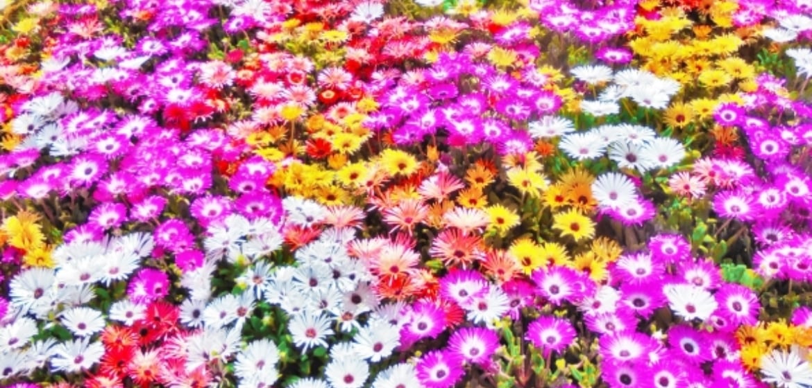 フラワーショップ 洗顔せっけん チトのゆび 鳥取県倉吉市