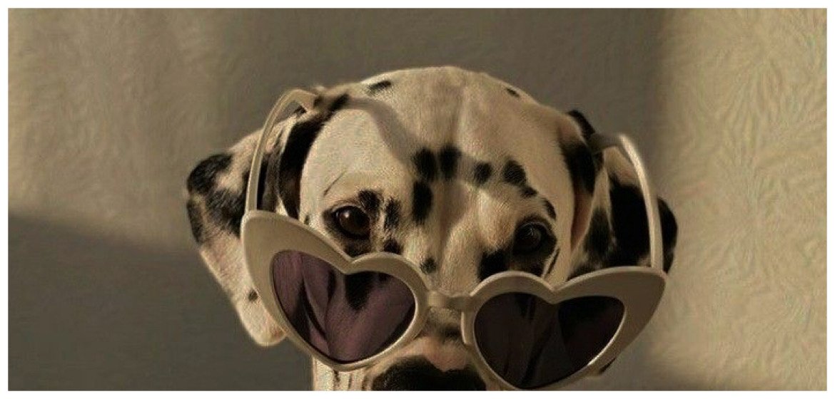 オシャレで可愛いドッグウェアなら７ S Dog セブンズドッグ