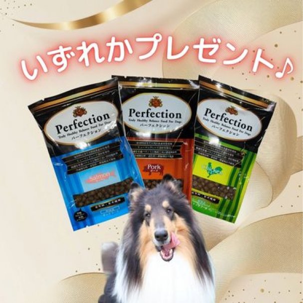 数量限定！試食用ドッグフードプレゼント