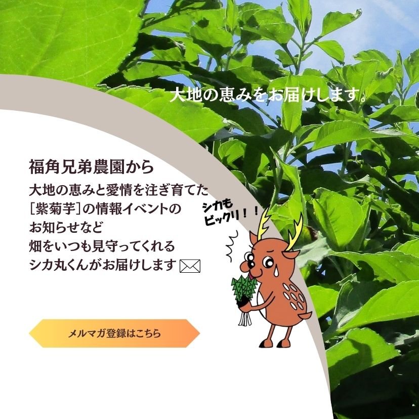 福角兄弟農園の紫菊芋直送便｜畑の恵みをそのままお届け