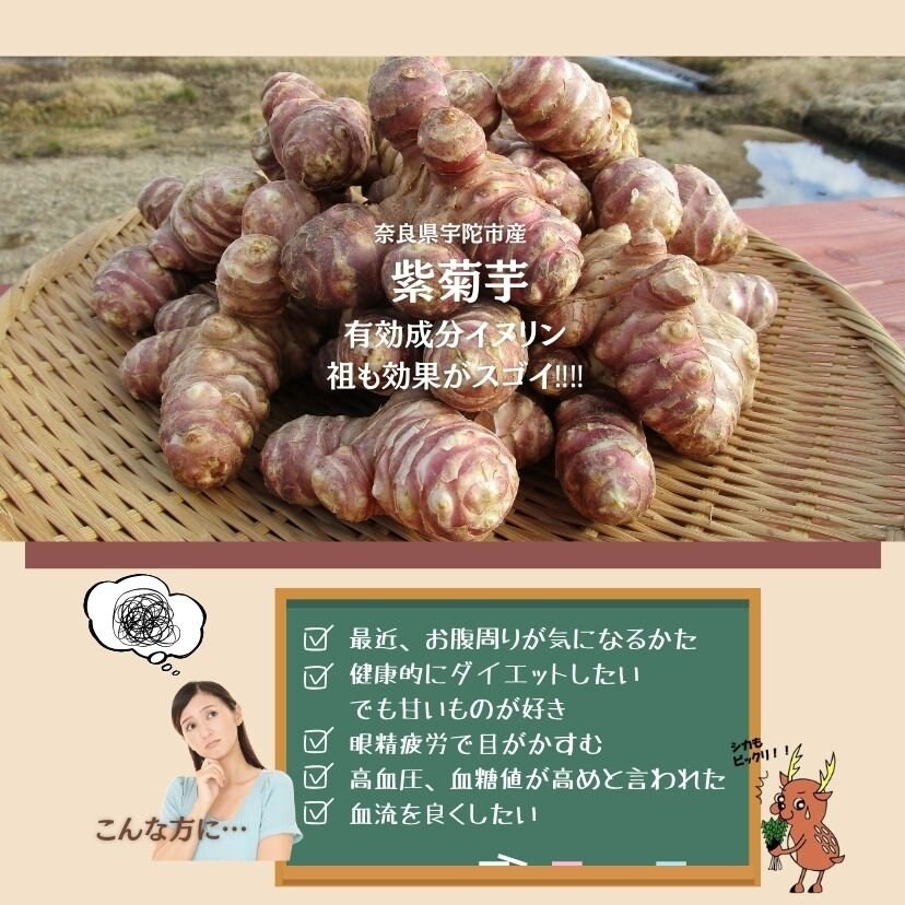 紫菊芋20キロ ムラサキキクイモ（紫菊芋）の苗3号ポット の通販 | 園芸ネット