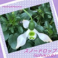 Healing&Reading  スノードロップ( ichiko☆)