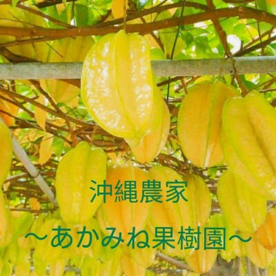 沖縄のあかみね果樹園