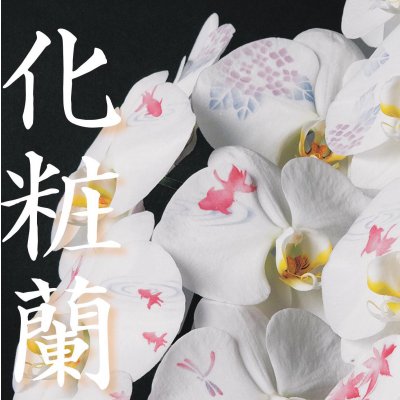 化粧蘭のビー・クリエイト