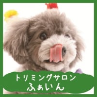 【江東区で一番楽しいトリミングをお探しなら】小型犬専門 ファーストクラストリミングサロンふぁいん