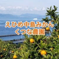 瀬戸内海に浮かぶ愛媛の中島みかん【くつな農園】