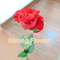 〜　癒し・浄化のグッズショップ　〜Strong Flower