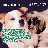 長野県松本市|動物保護支援応援ショップ|大切な存在を守りたい|miyako_ya~みやこや~