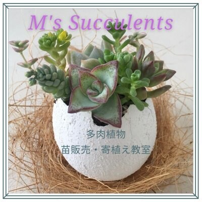多肉植物販売店 エムズサキュレンツ　　　　　　　 　M's Succulents