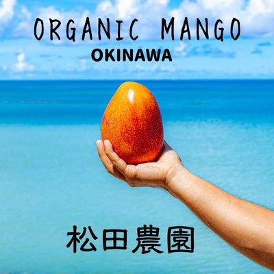 沖縄産、農薬不使用、有機栽培マンゴーをお届けする松田農園
