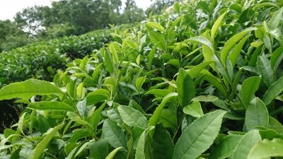 農薬・肥料不使用 お茶の 加茂自然農園
