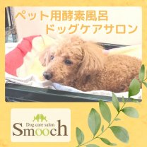 Dog care salon Smooch （ドッグケアサロン スムーチ）米ぬか100％の酵素風呂でペットの身体全体を温めることによって免疫力アップ、自然治癒力アップ、自分で自分を治す事ができます。
