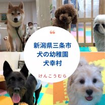 犬のしつけ/甘噛み/トイレ/犬の幼稚園　犬幸村〜けんこうむら〜
