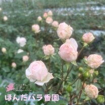 ほんだバラ香園 花育プロジェクト