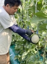 減農薬・無化学肥料栽培メロンを千葉県銚子市から直送します。はぎわらファーム　　