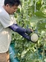 減農薬・無化学肥料栽培メロンを千葉県銚子市から直送します。はぎわらファーム　　
