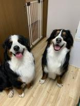 Dog Salon Savon