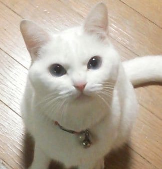 ファンクラブ
