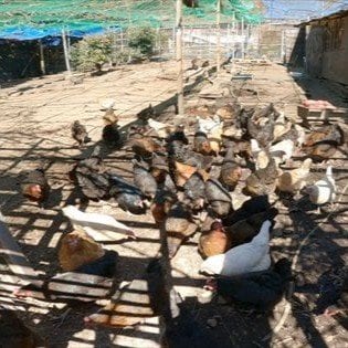 平飼い
