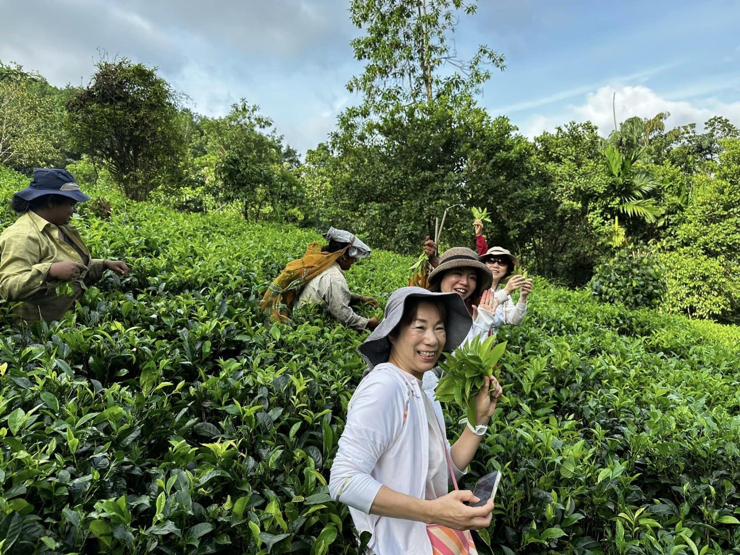 スリランカティー茶摘み体験