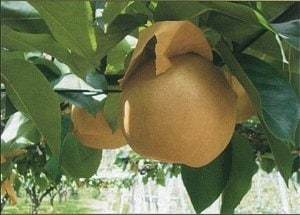新高