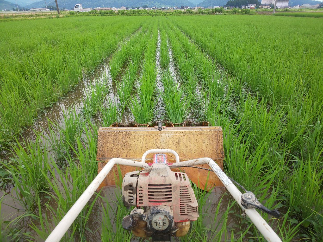 除草作業/新潟自然栽培米通販ミノリ農産