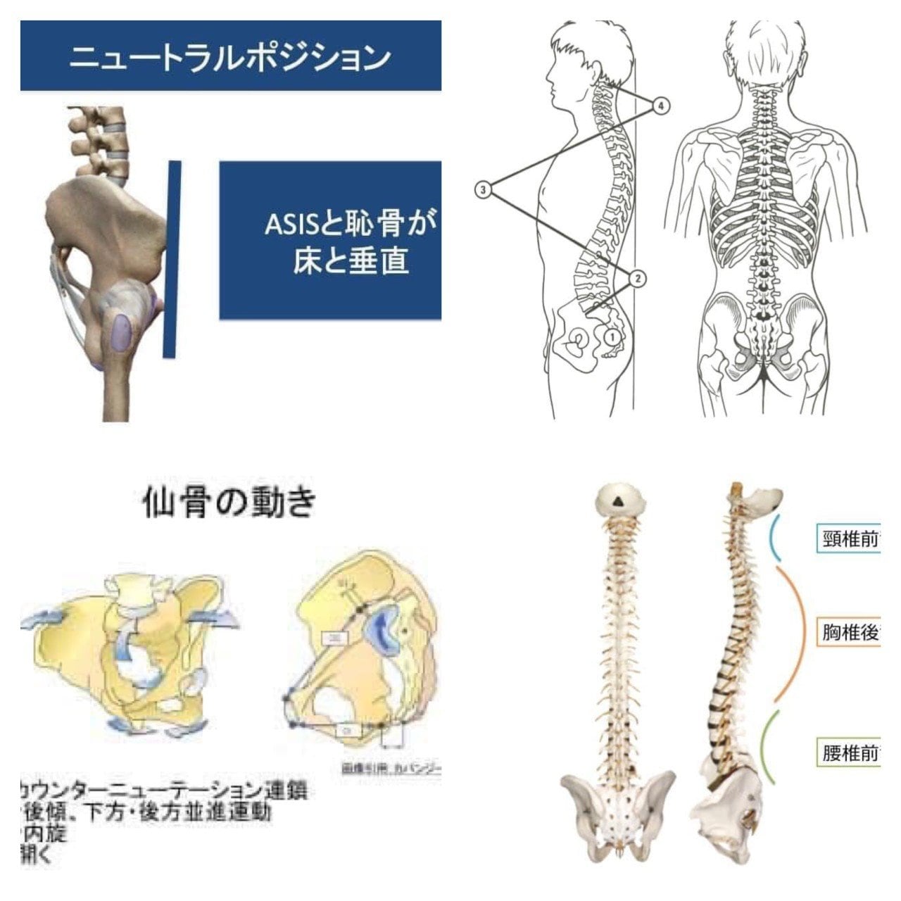 骨盤ベルトPelvis＆Yo-Ki-Hiインナー　TOTAL BODy PRO（トータルボディプロ）愛媛県松山市トップアスリートも通うスポーツ障害専門院　捻挫、肉離れ、オスグッドならお任せください。