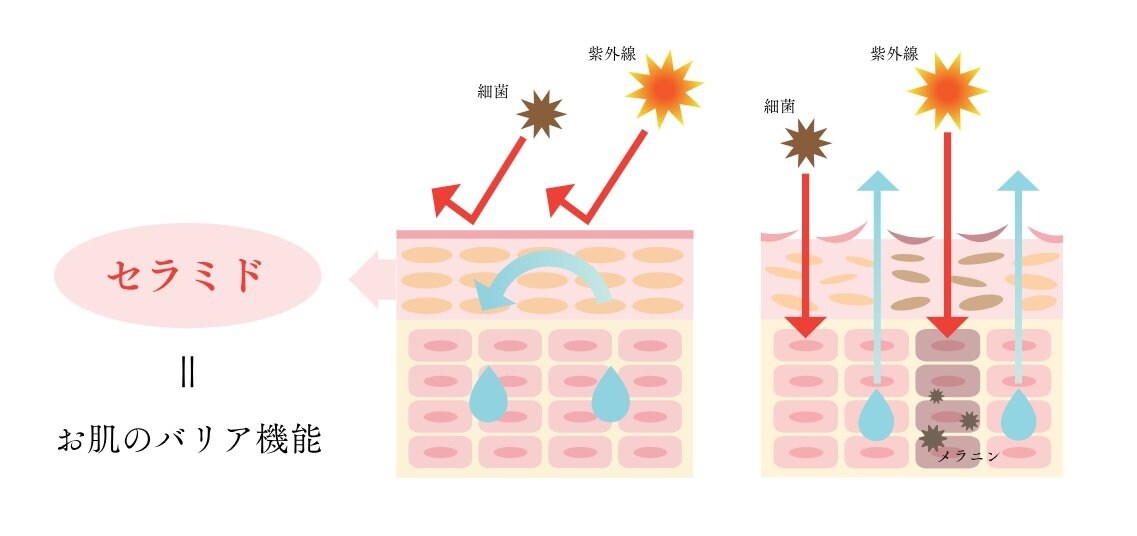 「涌水美人」の馬セラミドは天然セラミドを使用しています