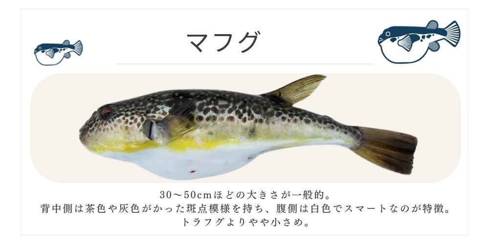 マフグ 千葉ふぐくじら情報発信サイト 千葉県ふぐ連盟 ふぐ料理 河豚  