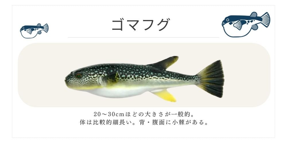 ゴマフグ 千葉ふぐくじら情報発信サイト 千葉県ふぐ連盟 ふぐ料理 河豚  