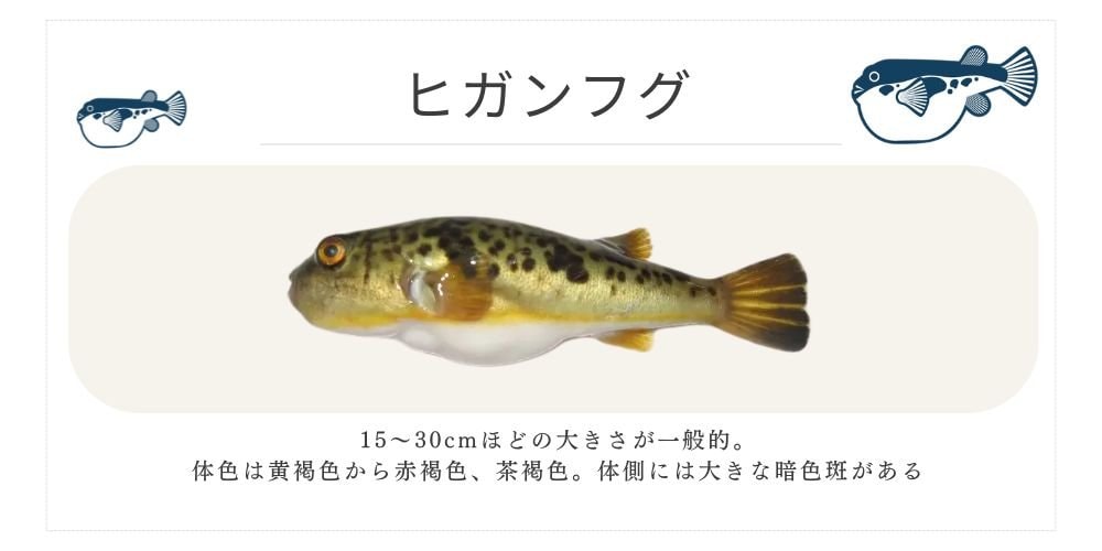 ヒガンフグ 千葉ふぐくじら情報発信サイト 千葉県ふぐ連盟 ふぐ料理 河豚  