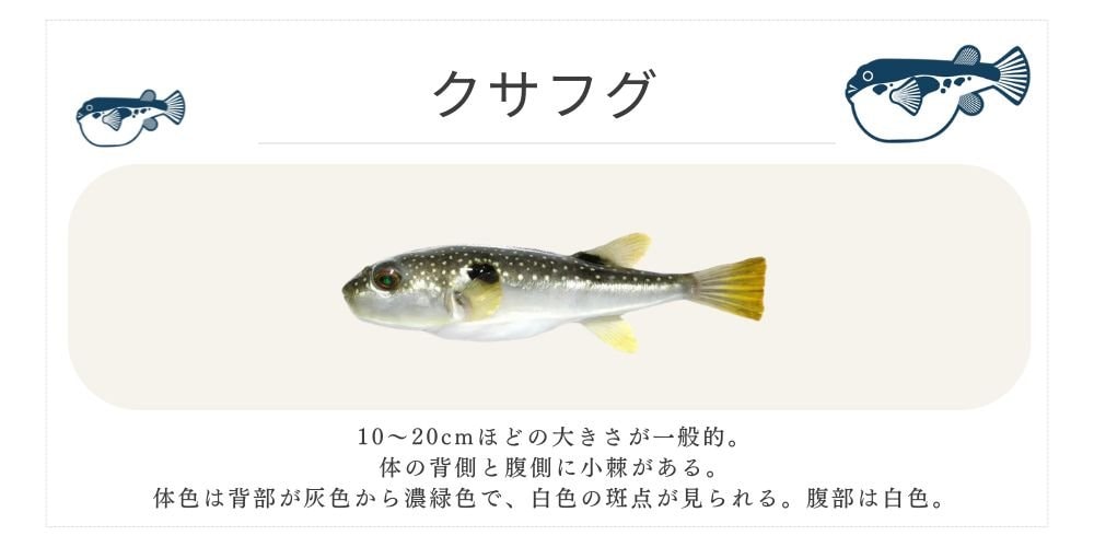 クサフグ 千葉ふぐくじら情報発信サイト 千葉県ふぐ連盟 ふぐ料理 河豚  