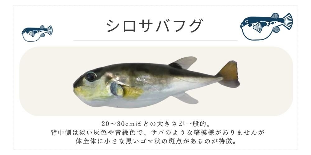 シロサバフグ 千葉ふぐくじら情報発信サイト 千葉県ふぐ連盟 ふぐ料理 河豚  