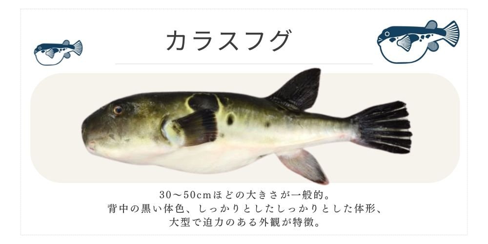 カラスフグ 千葉ふぐくじら情報発信サイト 千葉県ふぐ連盟 ふぐ料理 河豚  