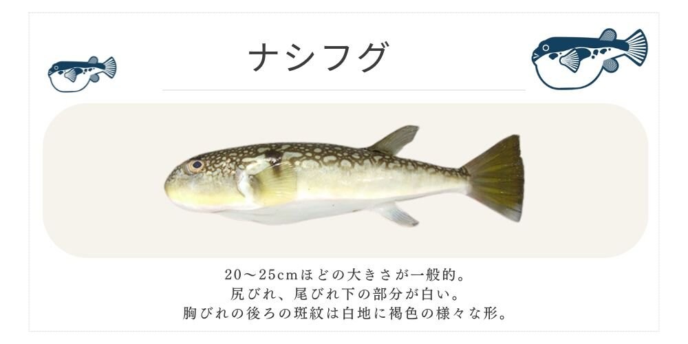 ナシフグ 千葉ふぐくじら情報発信サイト 千葉県ふぐ連盟 ふぐ料理 河豚  