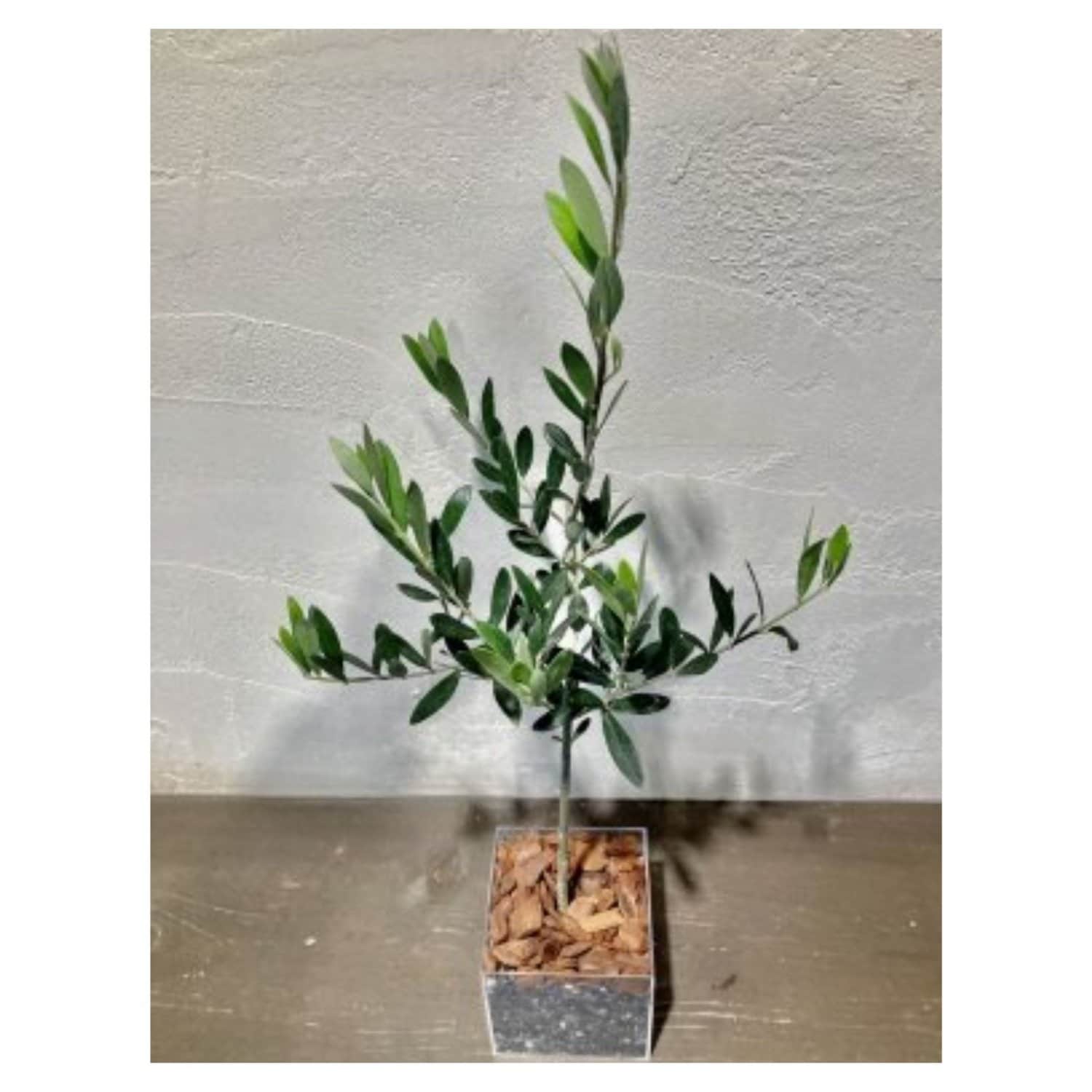 オリーブ『観葉植物 with エコッティ』