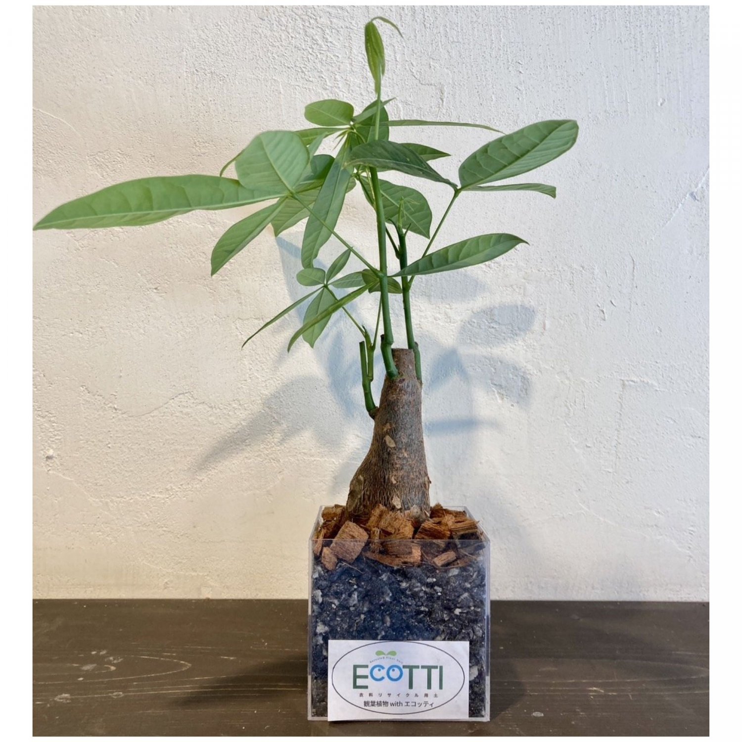 パキラ『観葉植物 with エコッティ』
