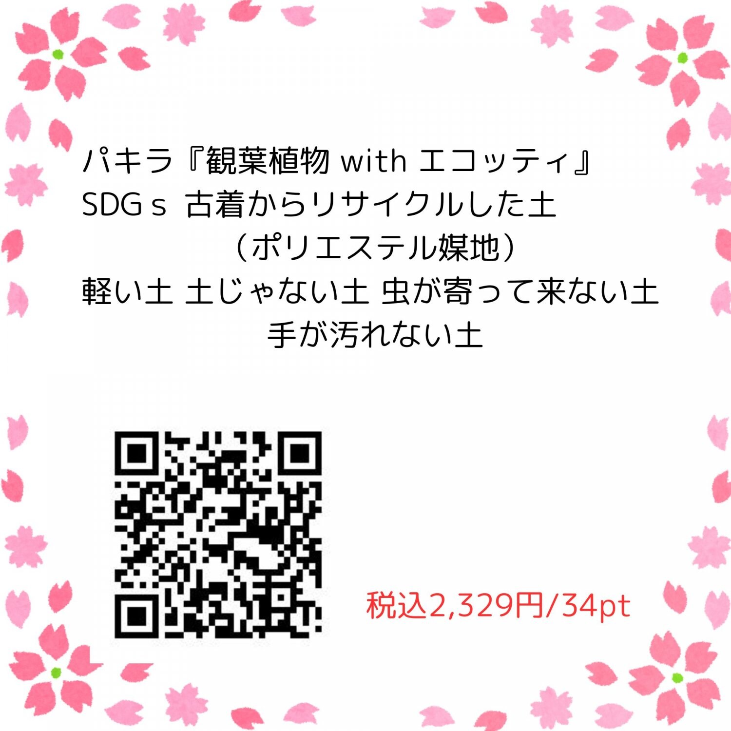 パキラ『観葉植物 with エコッティ』