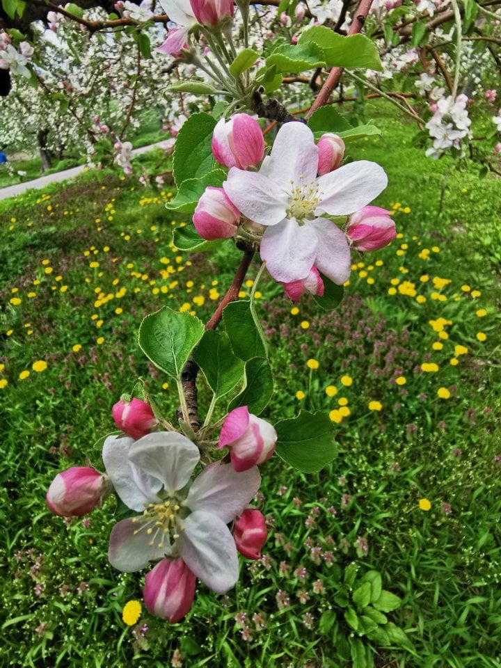 りんごの花が真っ盛り🌸